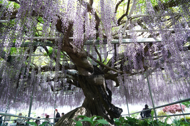 上籠谷のフジ_1