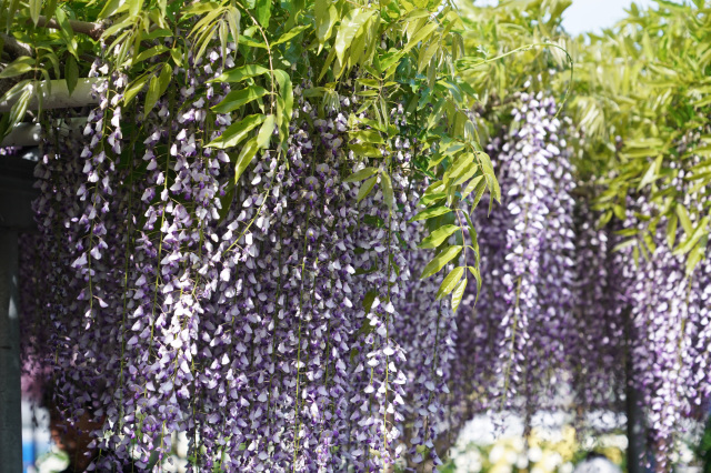 上籠谷のフジ_2