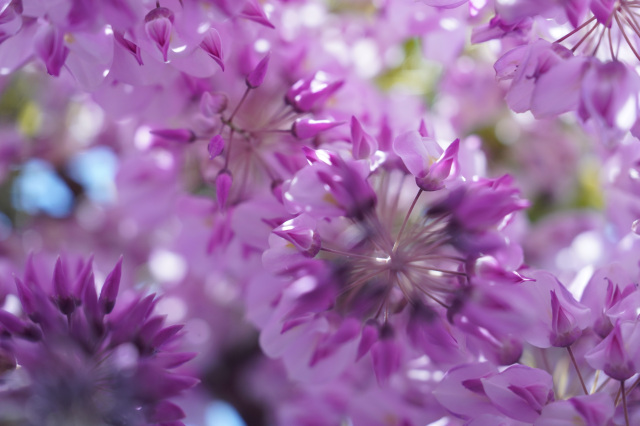 上籠谷のフジ_3