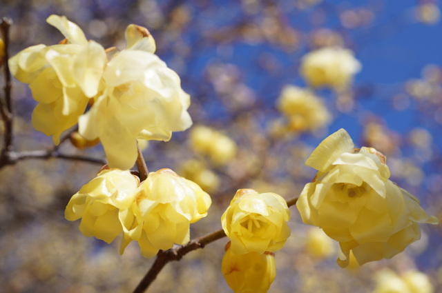 羽黒山の蝋梅_4