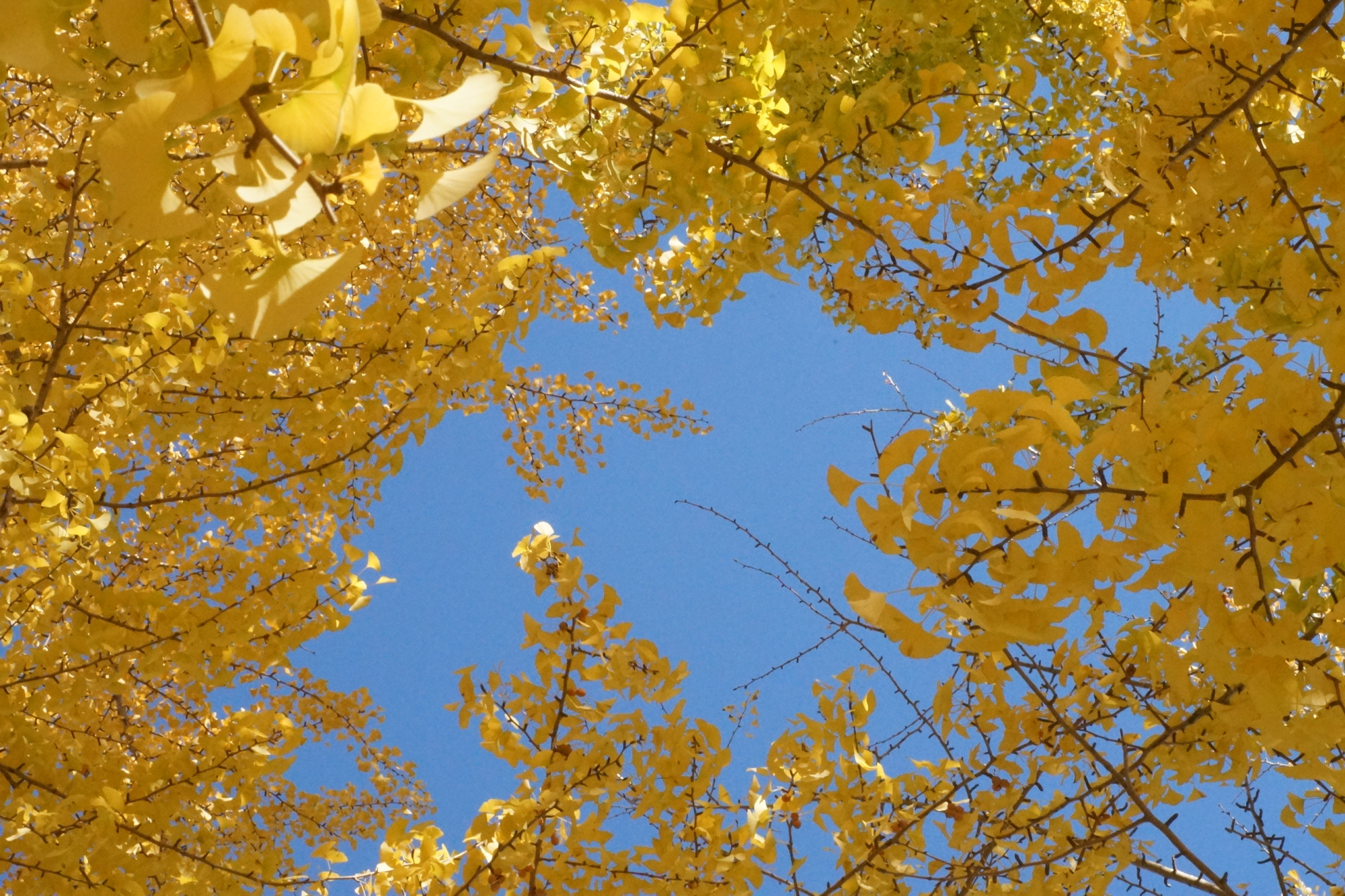 2017年宇都宮の紅葉スポット4選♪