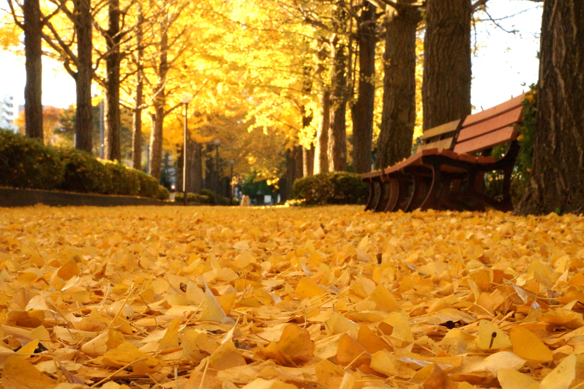 2018年宇都宮の紅葉スポット5選♪