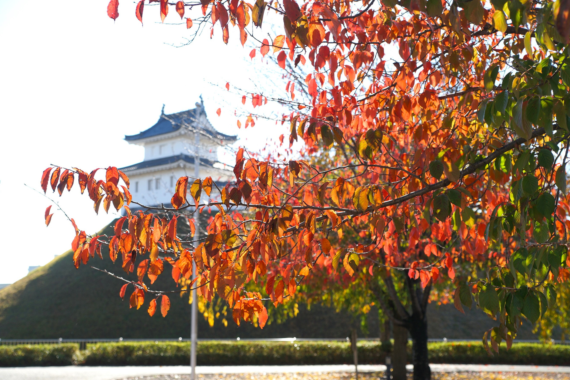 2020年宇都宮の紅葉スポット5選♪