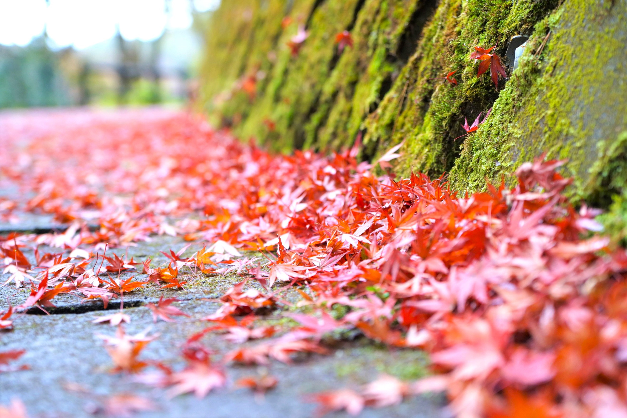 2022年宇都宮の紅葉スポット4選♪