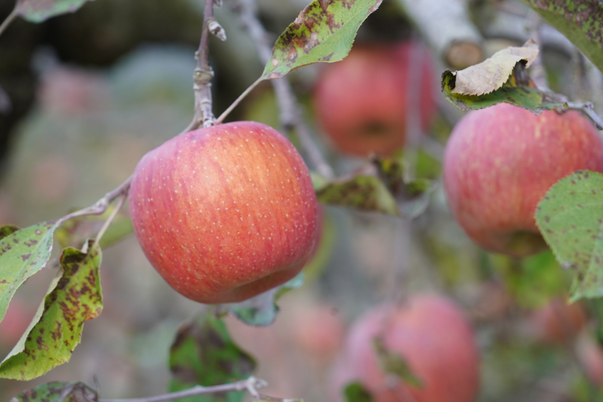 秋の連休にもおすすめ！宇都宮のフルーツ狩り＆直売所4選♪