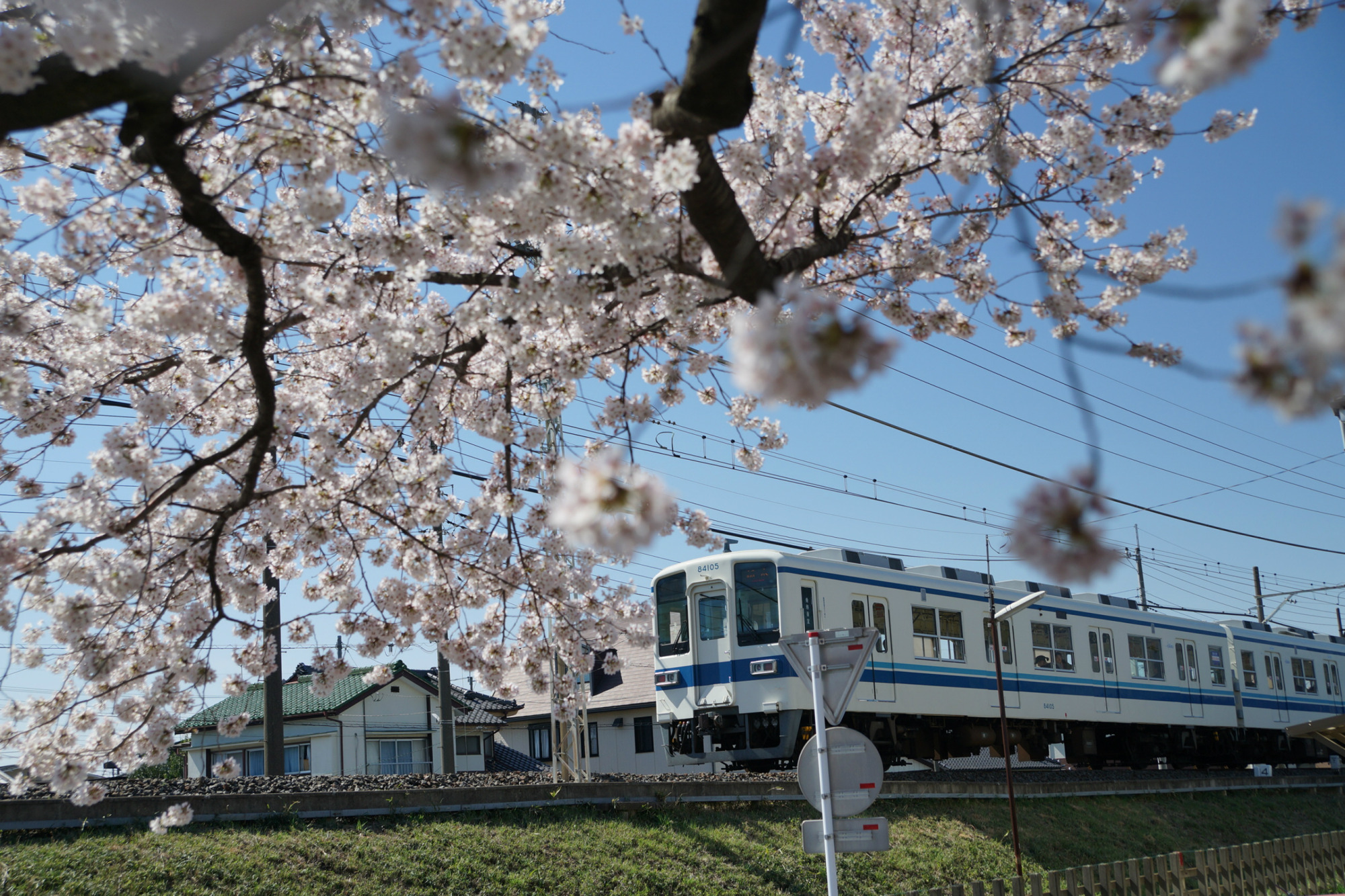 2019年宇都宮の桜の開花情報♪