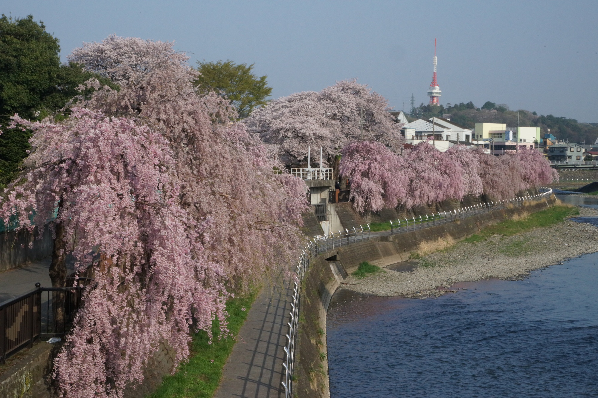2023年宇都宮の桜の開花情報♪