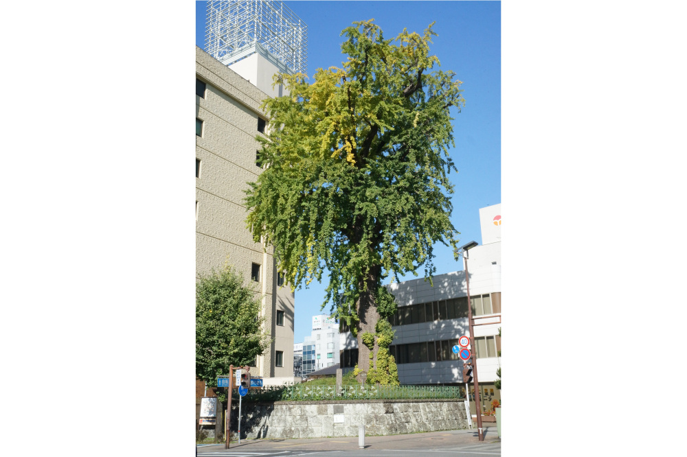 2017年11月3日(金)