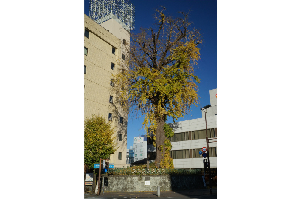 2017年11月27日(月)