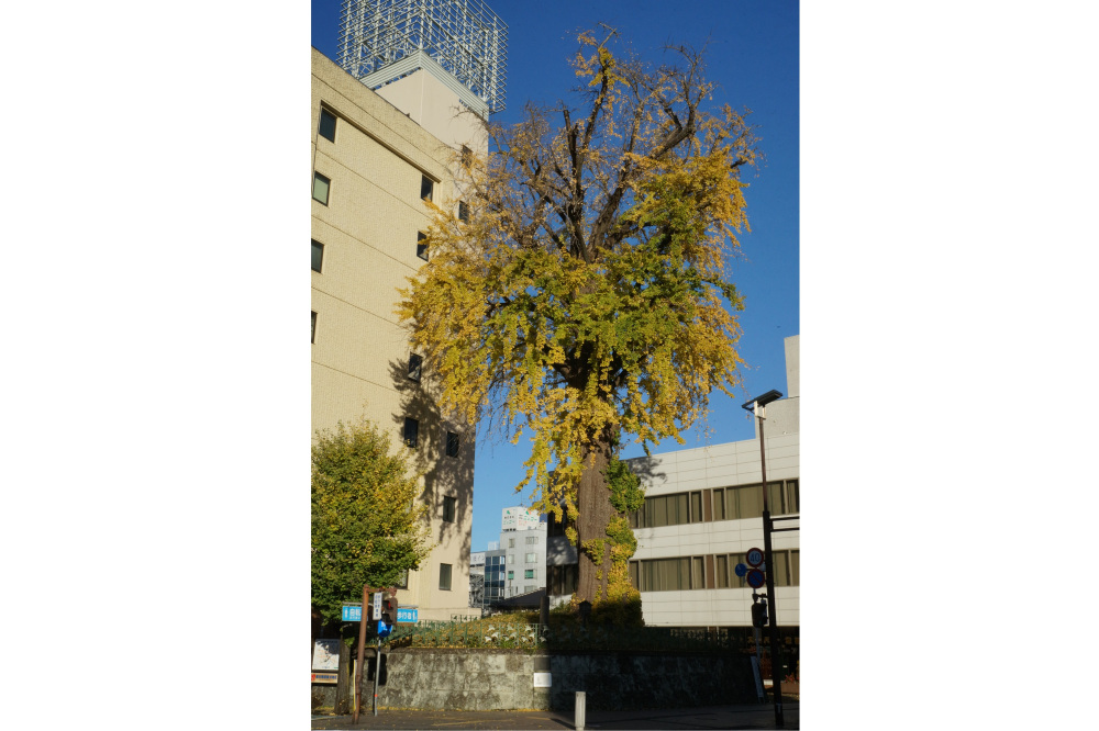 2017年11月24日(金)