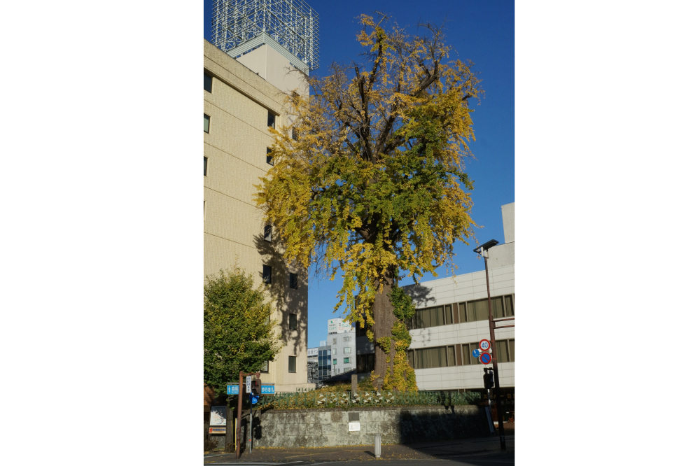 2017年11月21日(火)