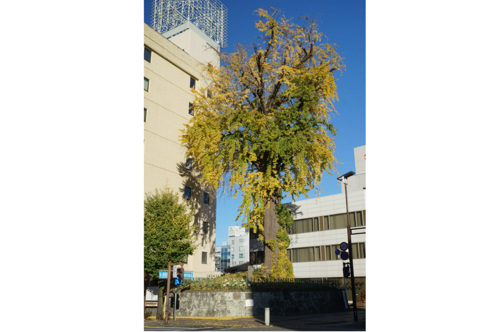 2017年11月19日(日)