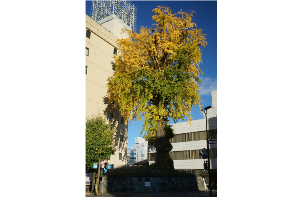 2017年11月16日(木)