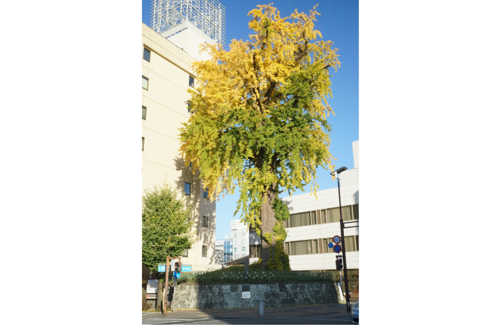 2017年11月13日(月)