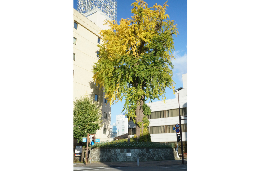 2017年11月9日(木)