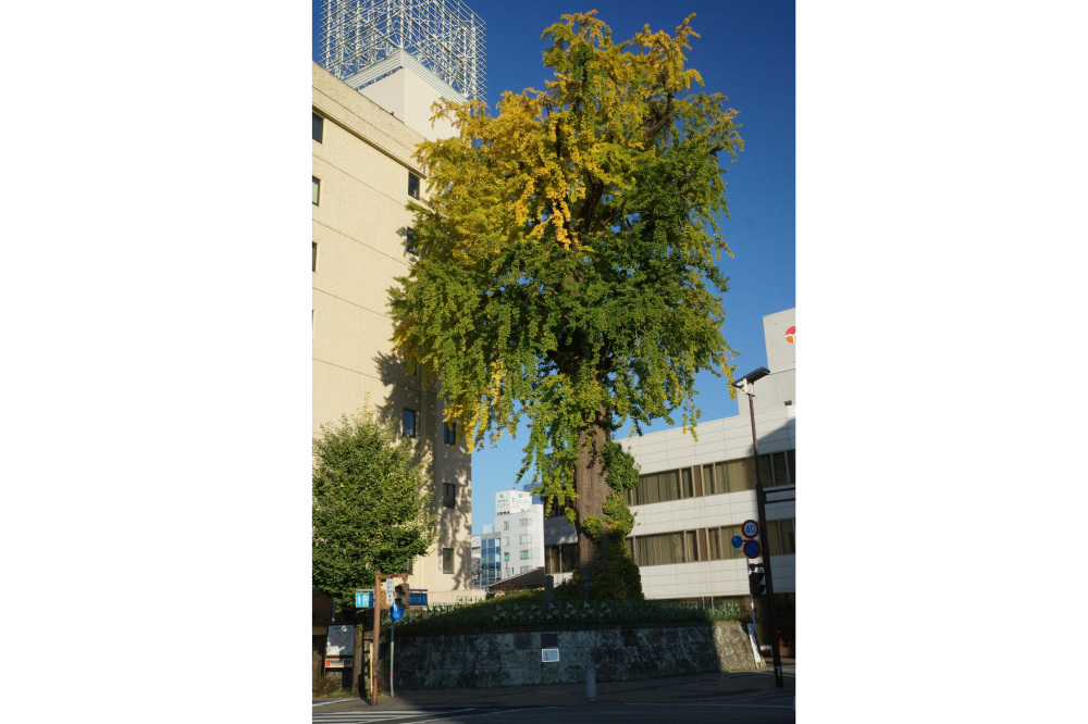 2017年11月7日(火)