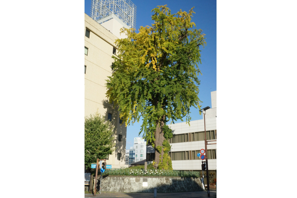 2017年11月5日(日)