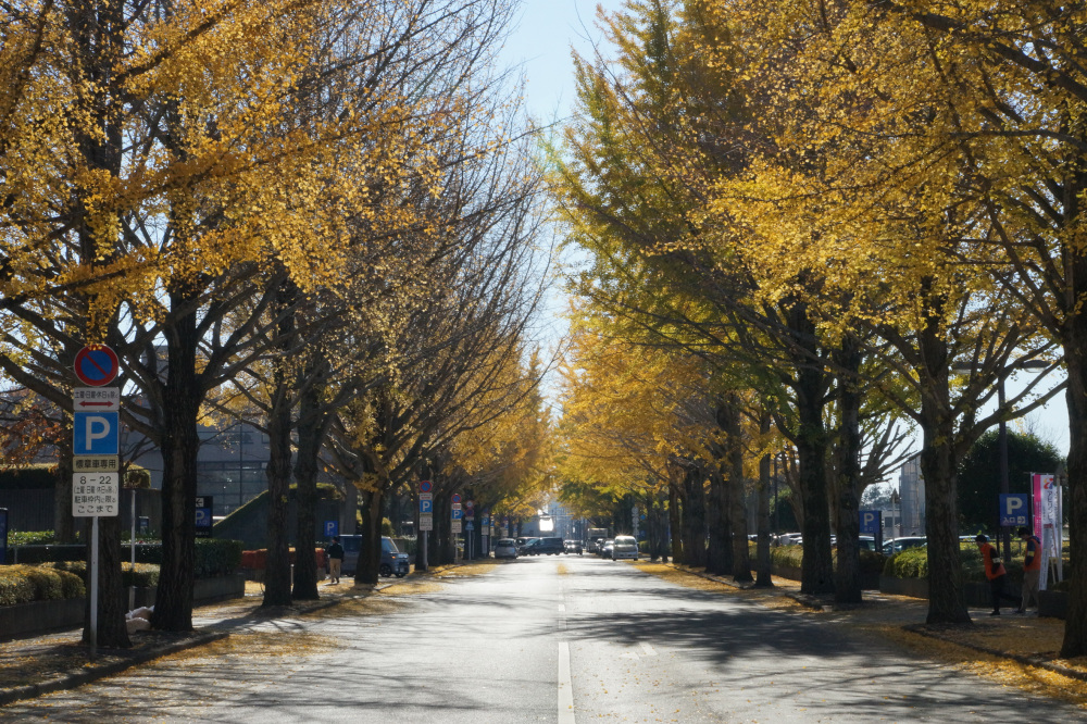 2017年11月25日(土)