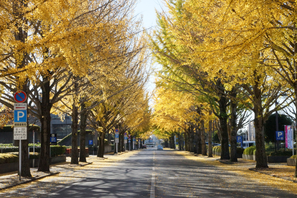2017年11月21日(火)
