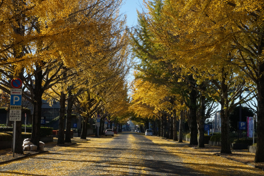 2017年11月19日(日)