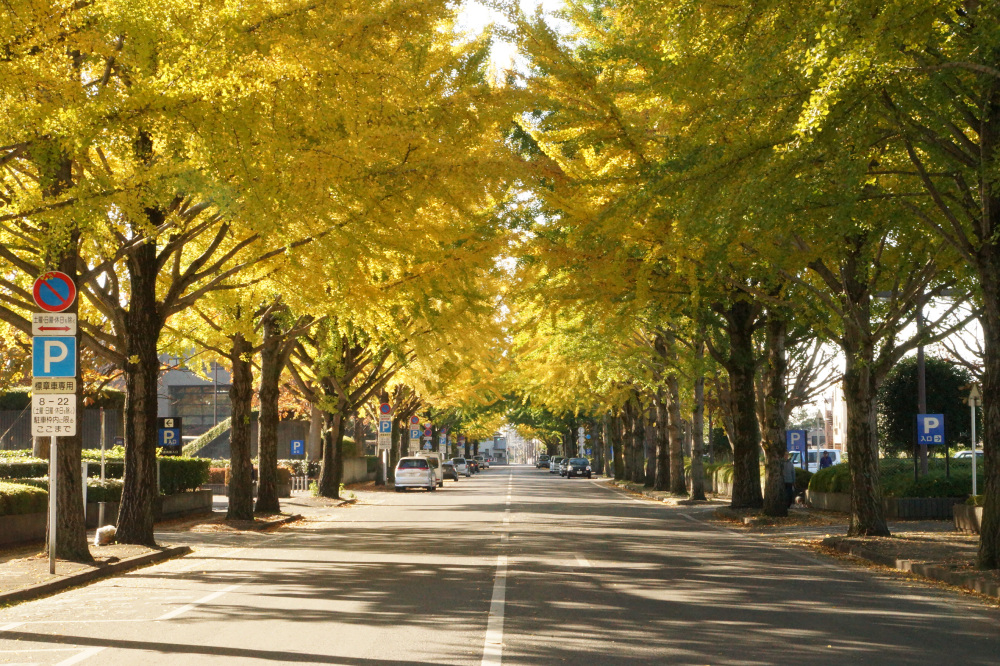 2017年11月3日(金)