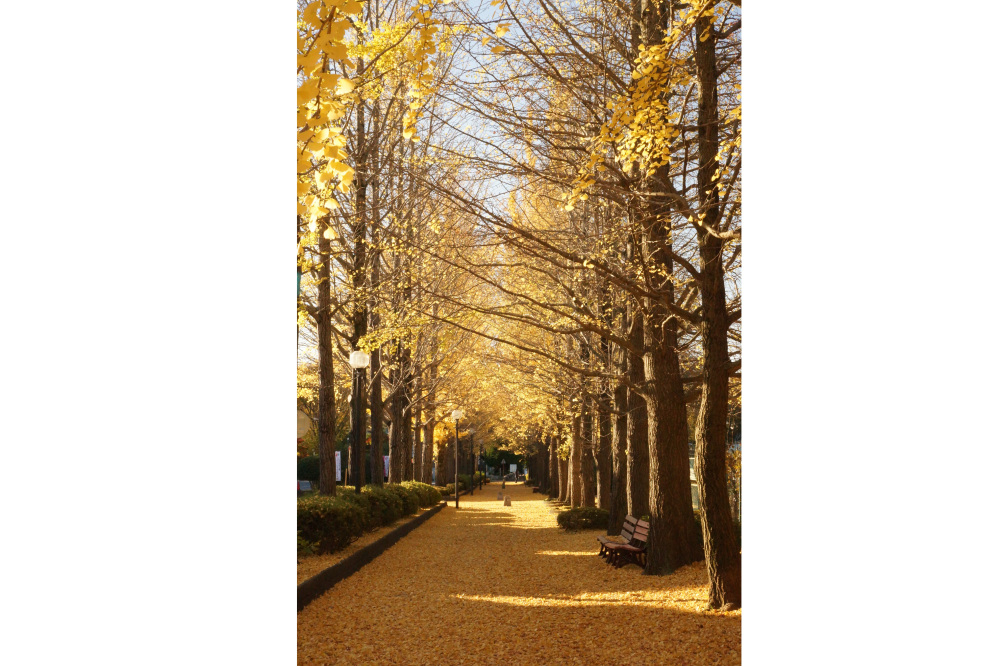 2017年11月21日(火)