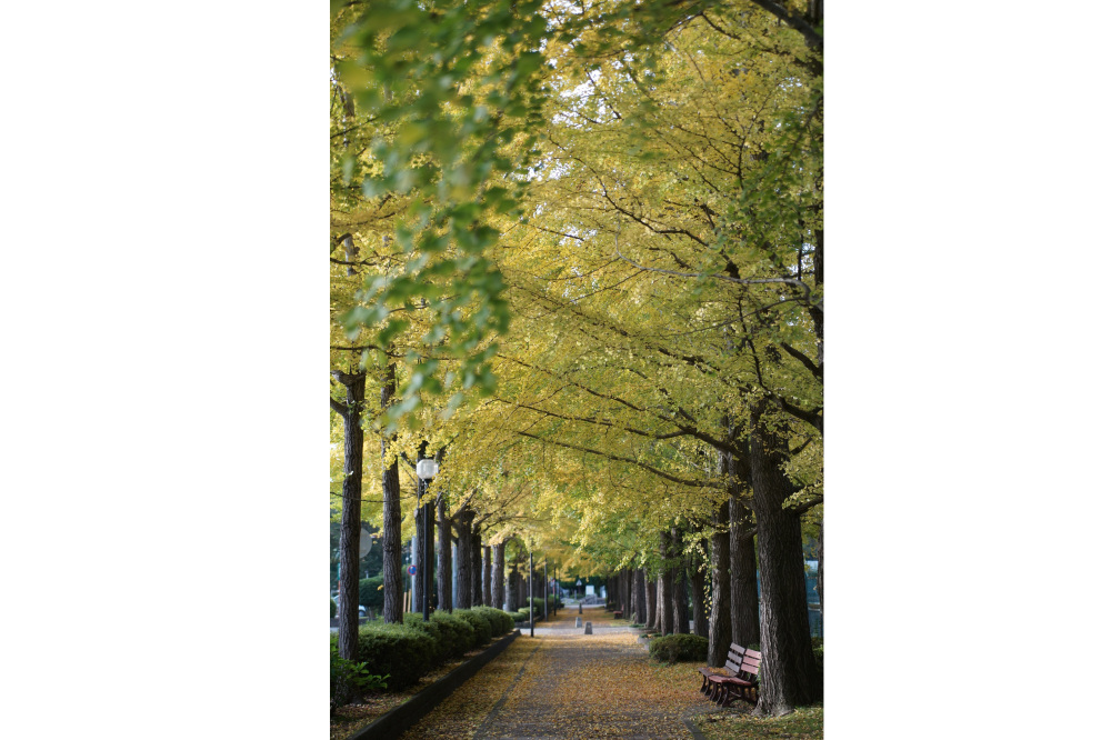 2017年11月1日(水)