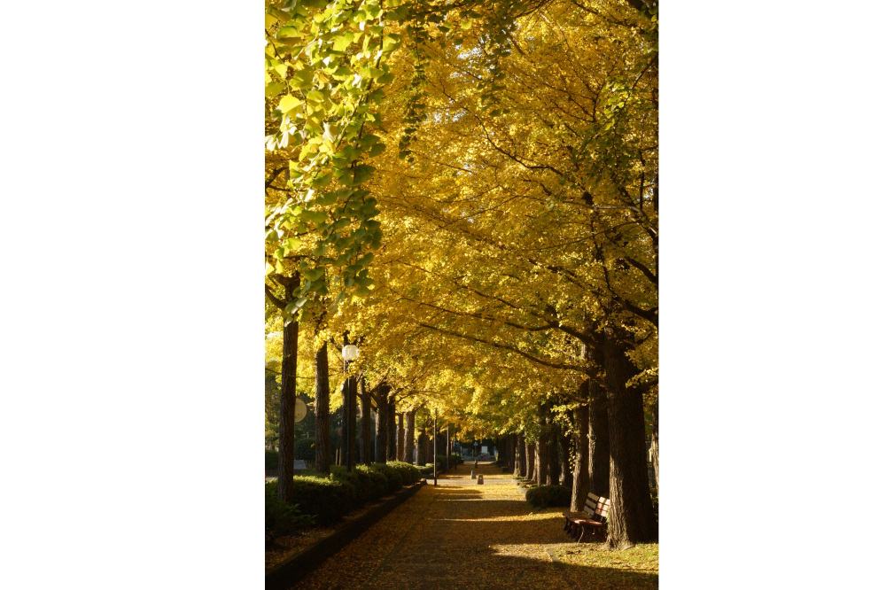 2017年11月3日(金)