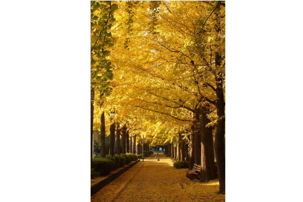 2017年11月6日(月)