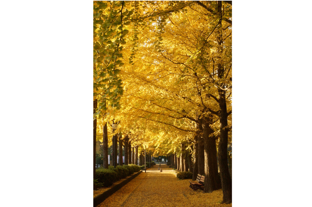 2017年11月7日(火)