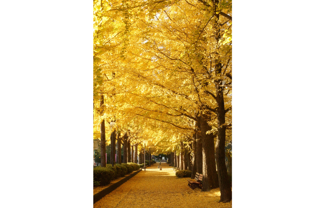 2017年11月9日(木)