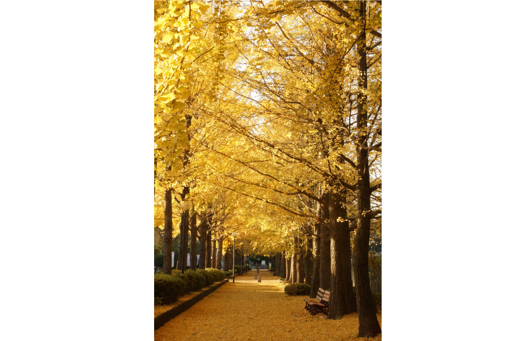 2017年11月13日(月)