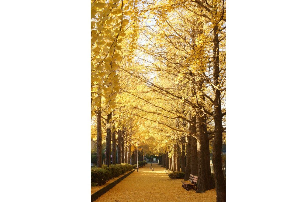 2017年11月16日(木)