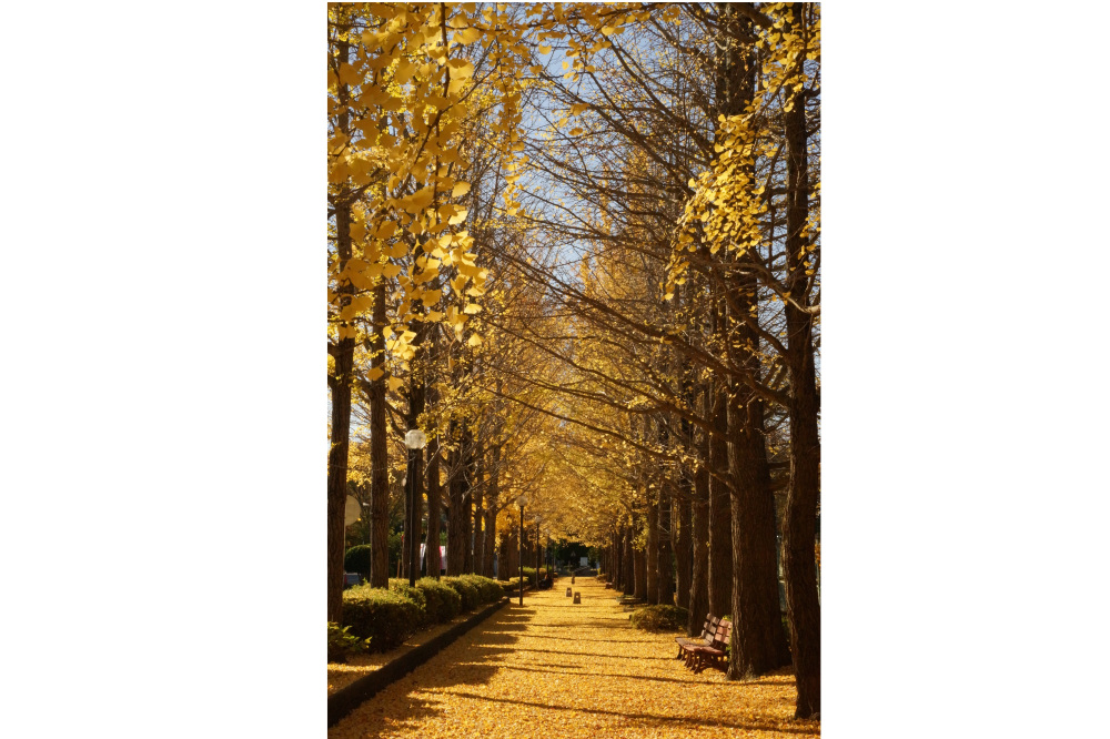 2017年11月17日(金)