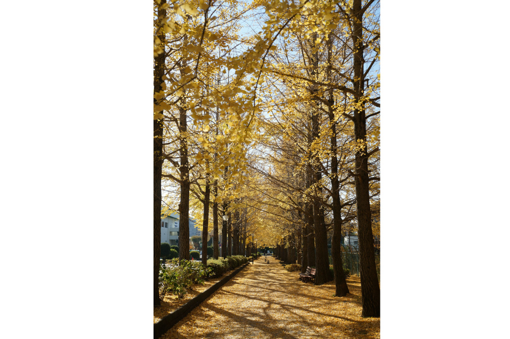 2018年11月25日(日)