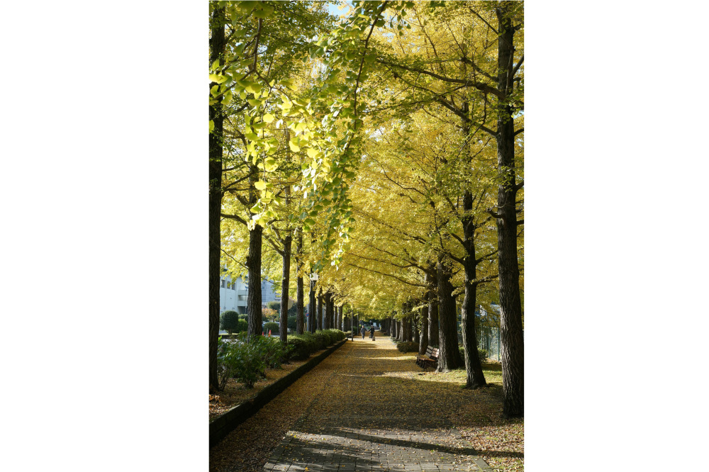 2018年11月7日(水)