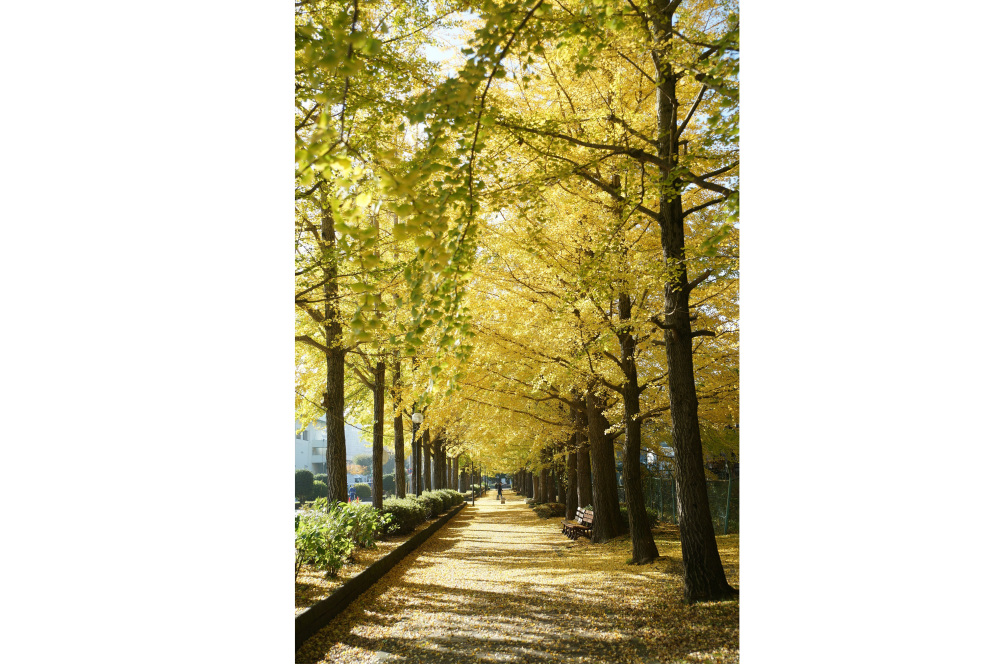 2018年11月10日(土)