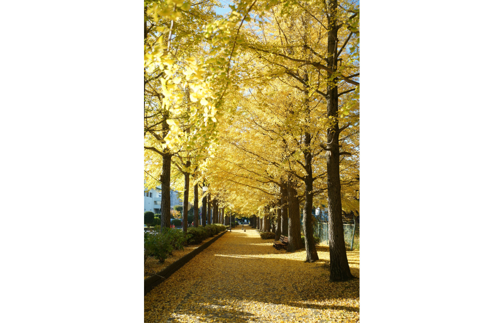 2018年11月14日(水)