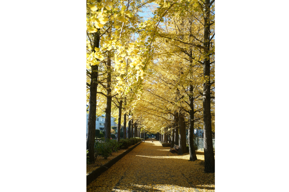 2018年11月15日(木)