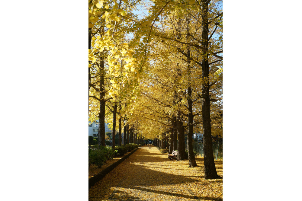 2018年11月16日(金)