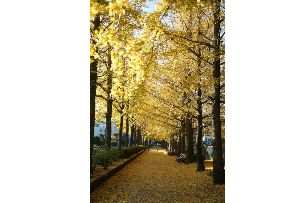 2018年11月18日(日)