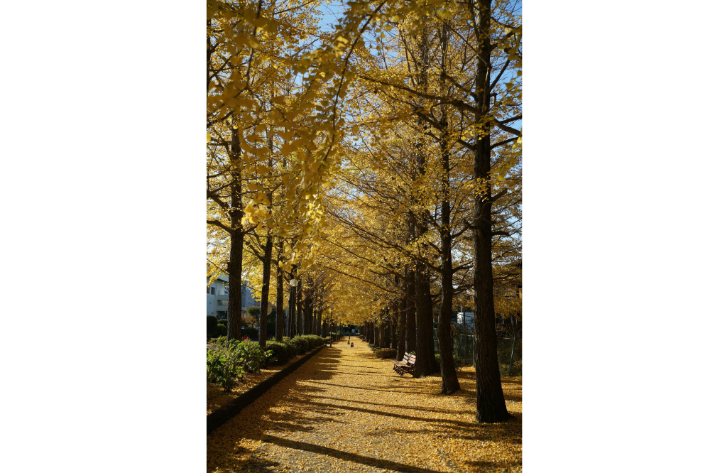 2018年11月20日(火)