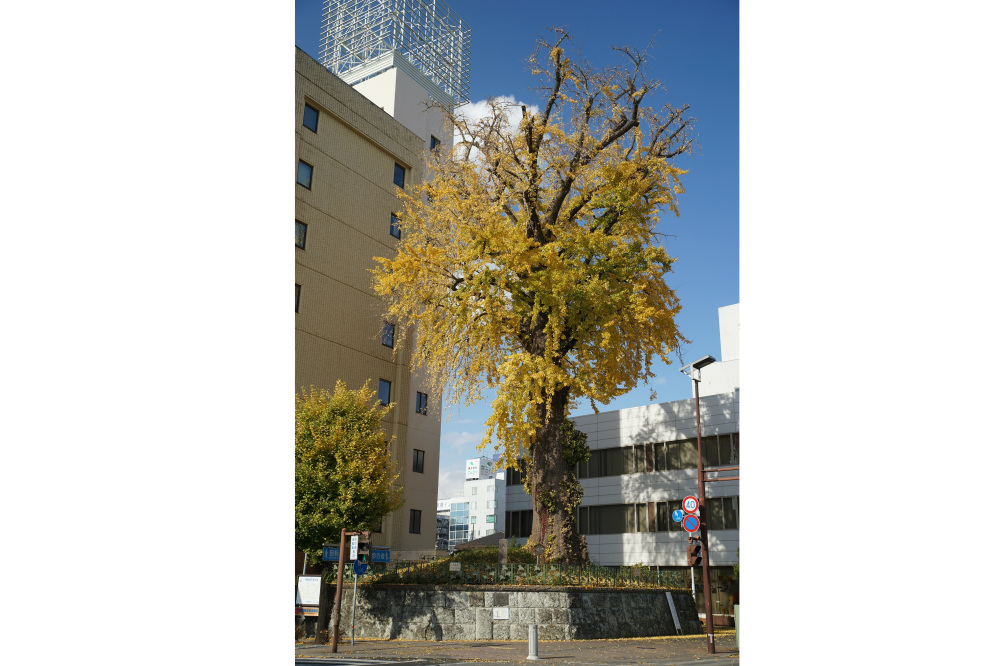 2018年12月1日(土)