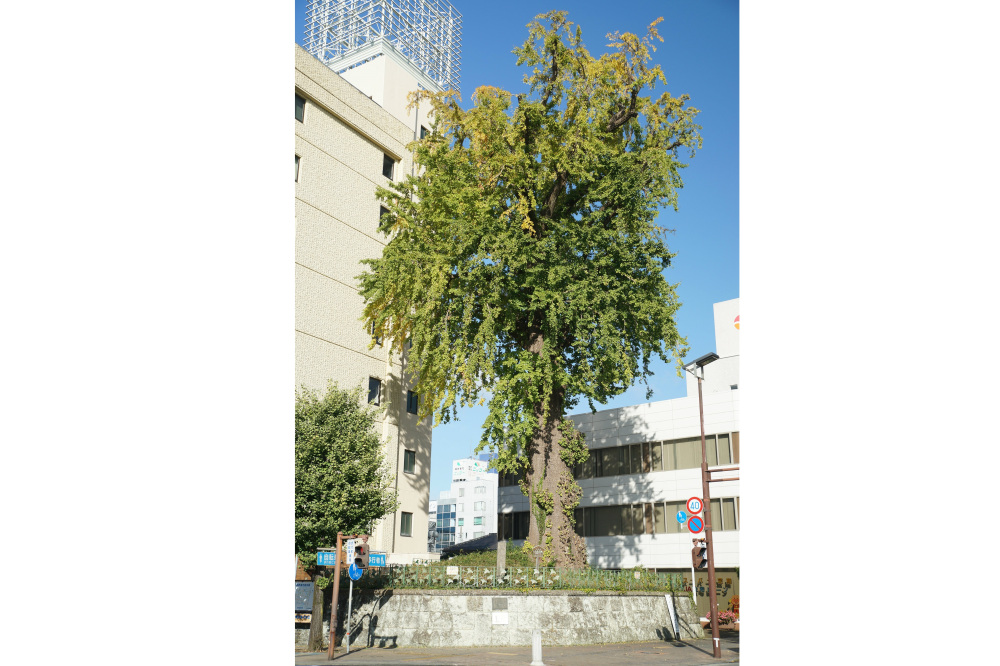 2018年11月10日(土)