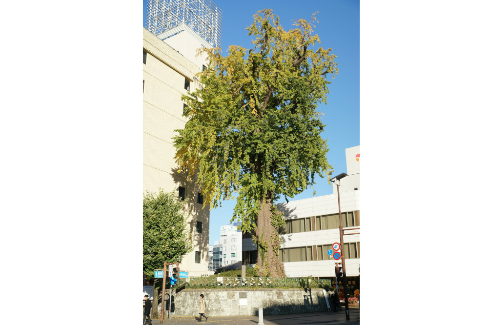 2018年11月14日(水)