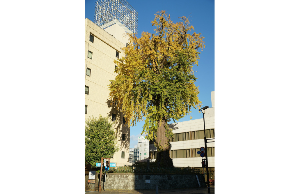 2018年11月23日(火)