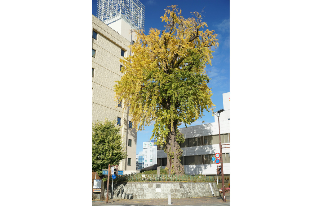 2018年11月25日(日)