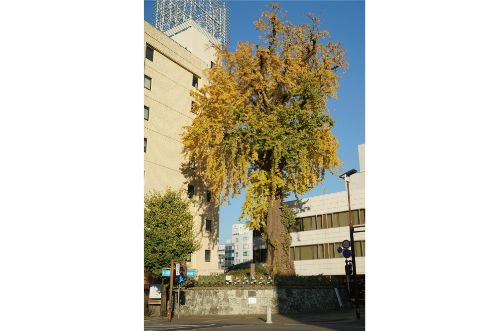 2018年11月28日(水)