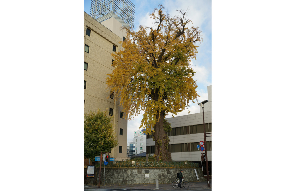 2018年11月29日(木)