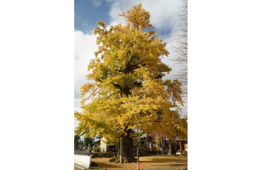 2018年11月27日(火)